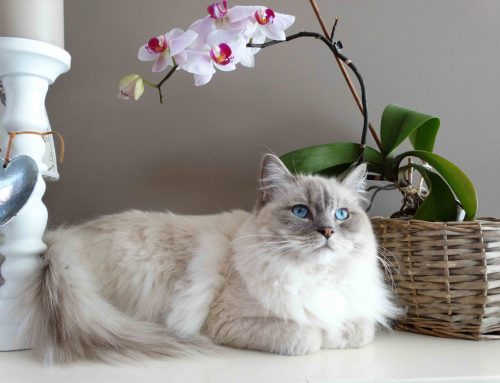What Your Cat Breed Says About You